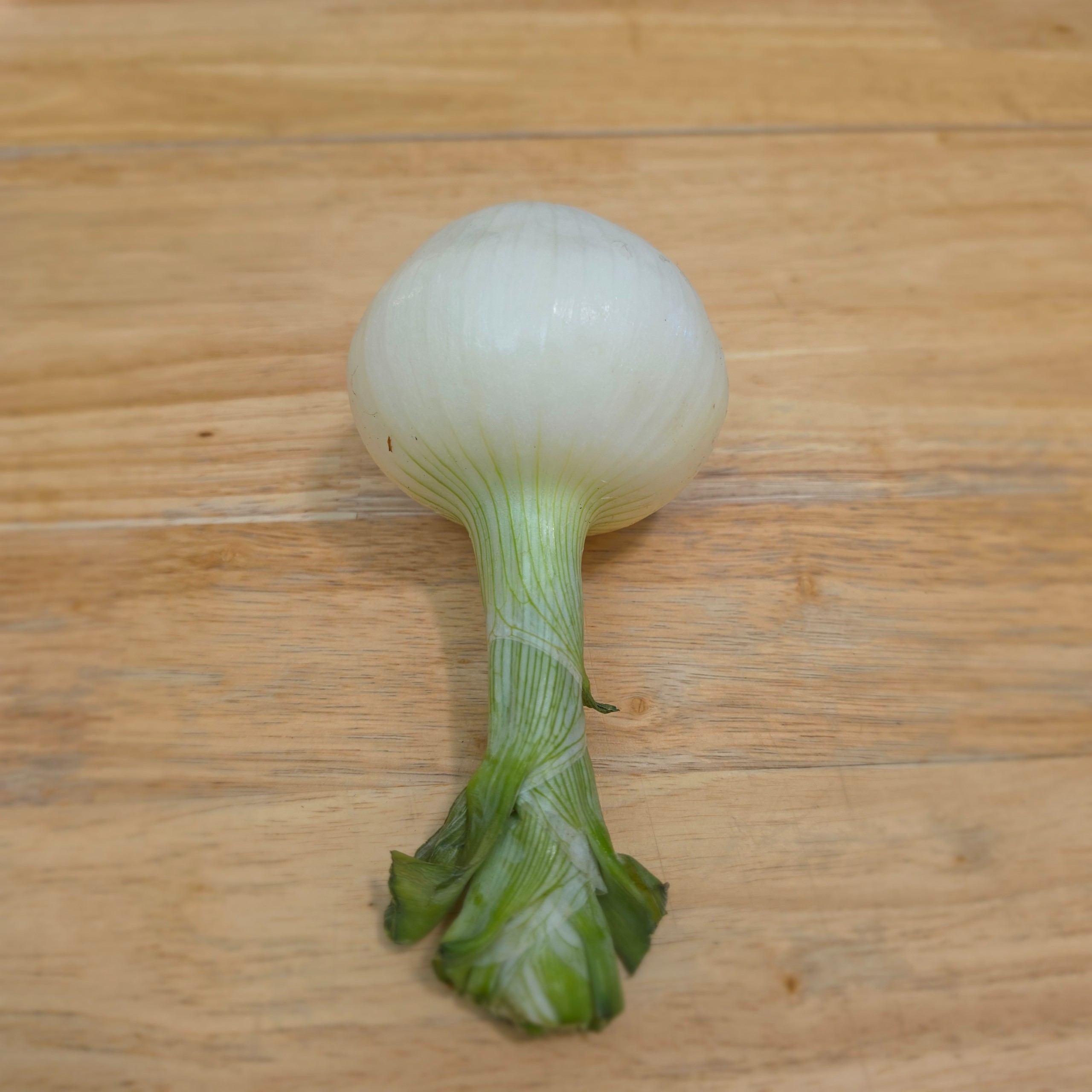 Candy Onions