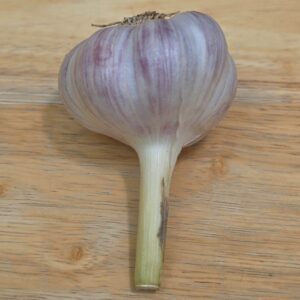 Garlic Bulbs