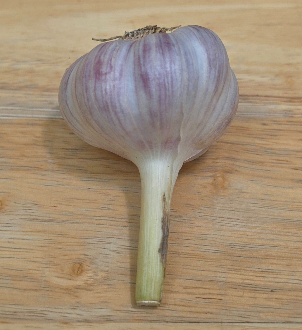 Garlic Bulbs