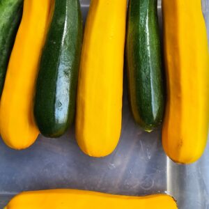 Squash