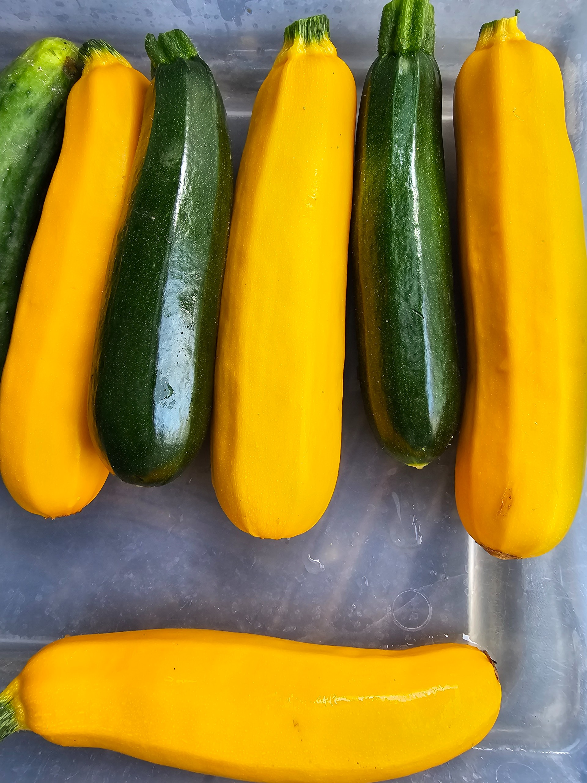 Squash