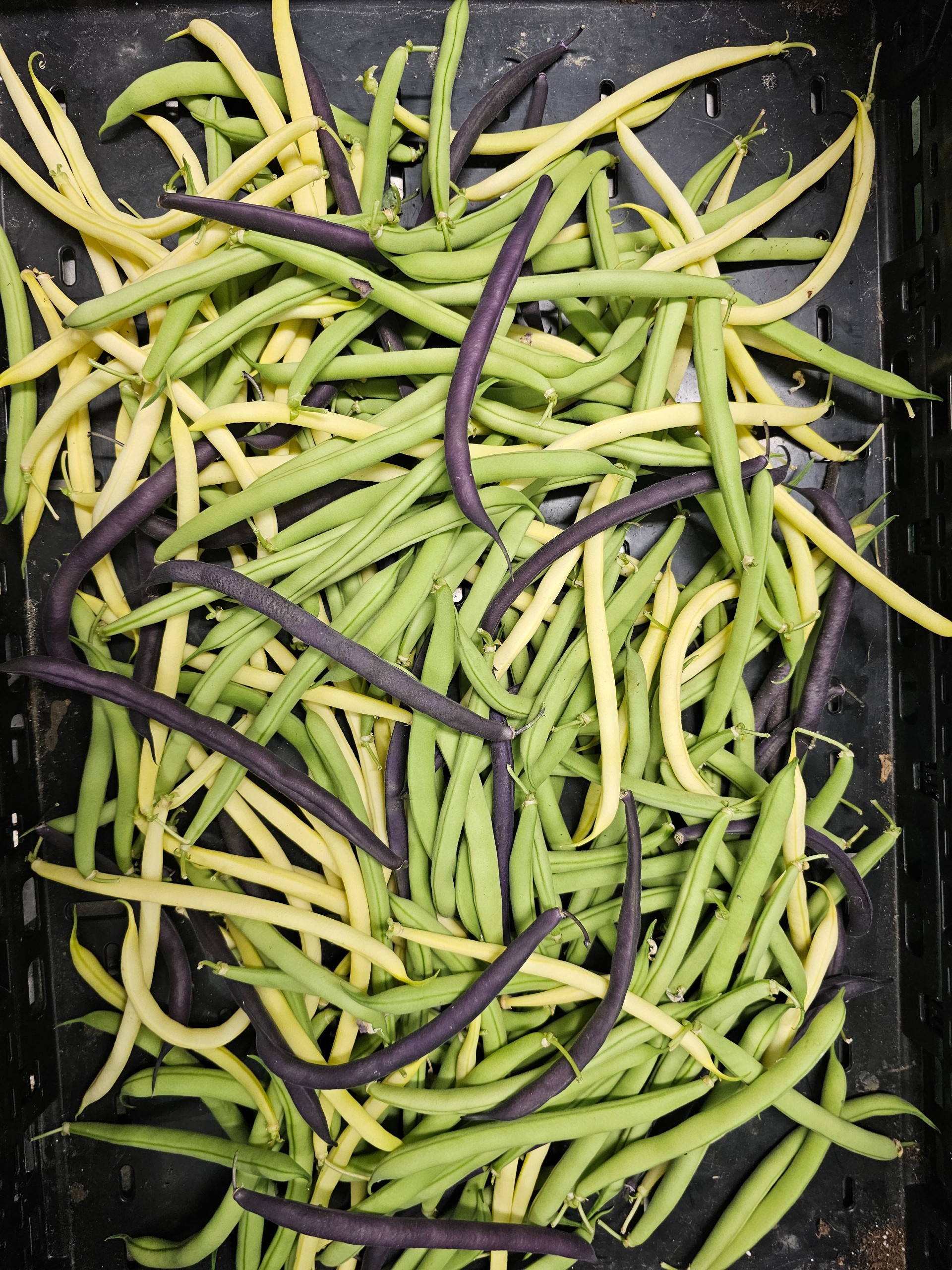 Beans